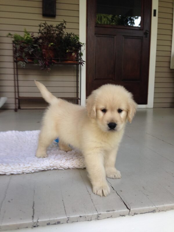 golden retriever valp 8 veckor